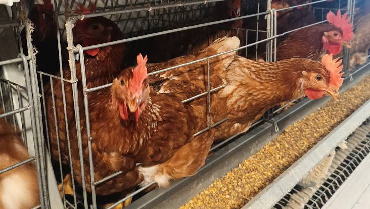 Ayam Afkir