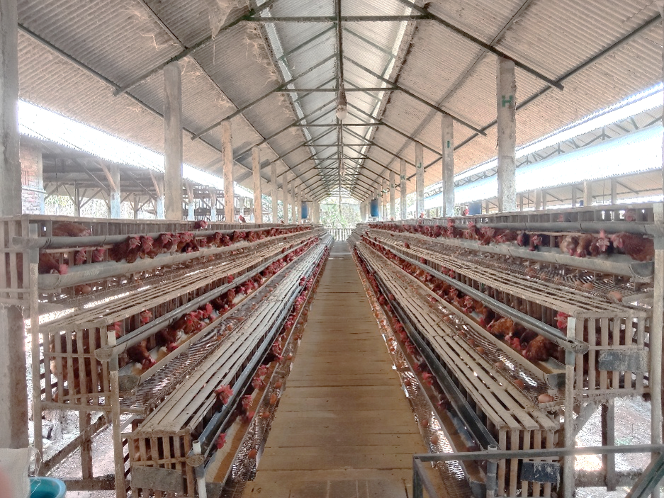 Peternakan Ayam